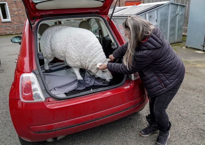 7. Green Croft On The Wall's Amanda Drago Collects Her Sheep From Hexham Mart Credit North News And Pictures