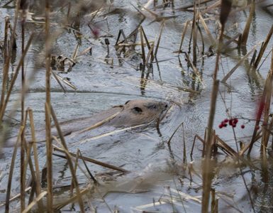 The Future is Now:  Balancing the Scales