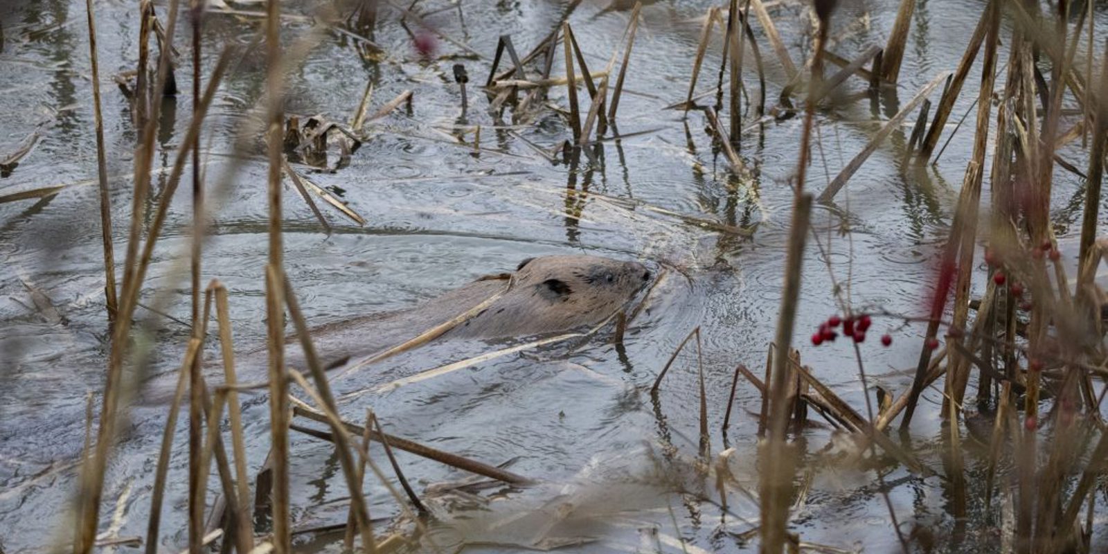 Wild Wrendale Beaver Release © Wild Wrendale 1 1030X621