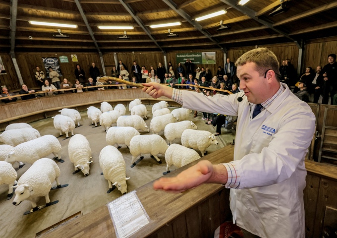 1. Hexham Mart Auctioneer Jack Walton With Local Communities Adopting Sheep For A Free Art Trail Photo Credit North News And Pictures